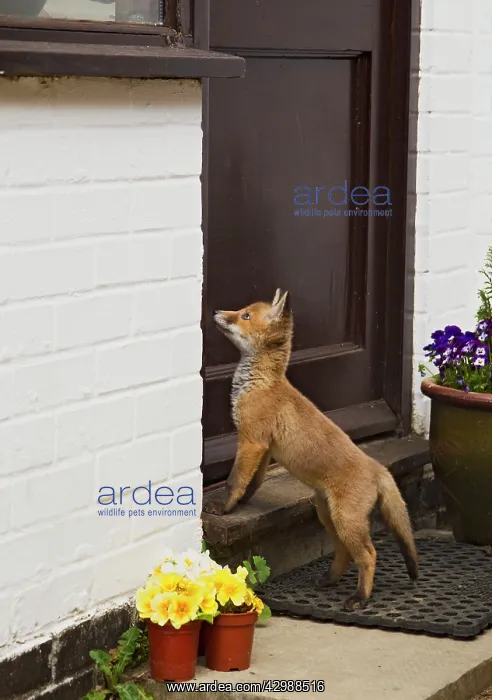: Red Fox - cub - Frederic - rescue fox cub - waiting : Red Fox - cub - Frederic - rescue fox cub - waiting