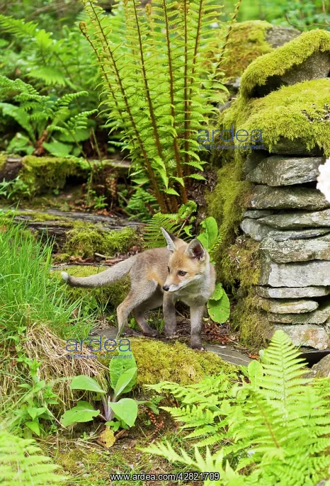 : Red Fox - cub in back garden : Red Fox - cub in back garden