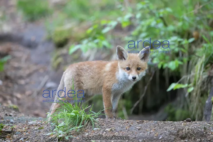  : Red Fox - cub - Germany