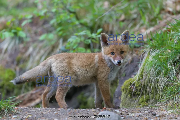 : Red Fox - cub - Germany : Red Fox - cub - Germany