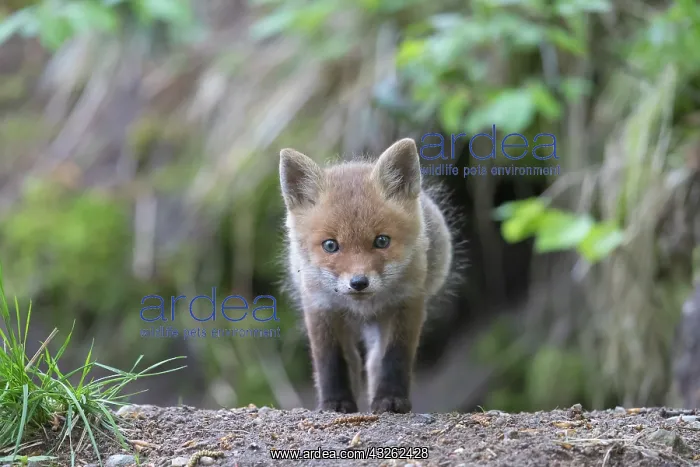 : Red Fox - cub - Germany : Red Fox - cub - Germany