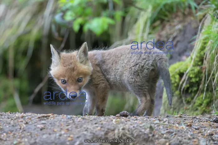 : Red Fox - cub - Germany : Red Fox - cub - Germany