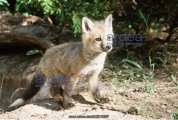 : RED FOX - cub on ground : RED FOX - cub on ground
