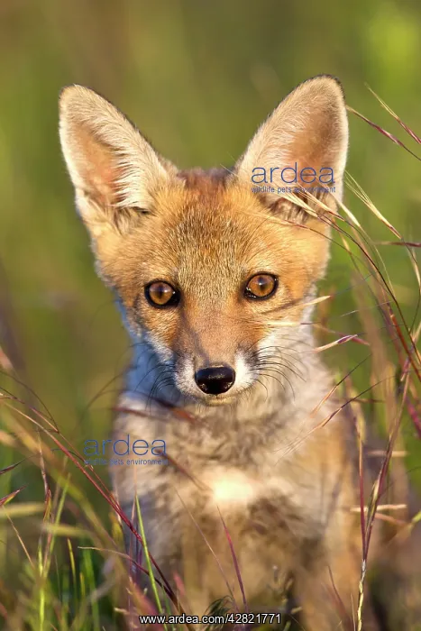 : Red Fox - cub in hayfield close up : Red Fox - cub in hayfield close up