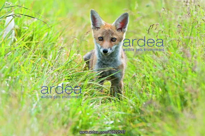 : Red Fox - cub in hayfield - controlled conditions : Red Fox - cub in hayfield - controlled conditions