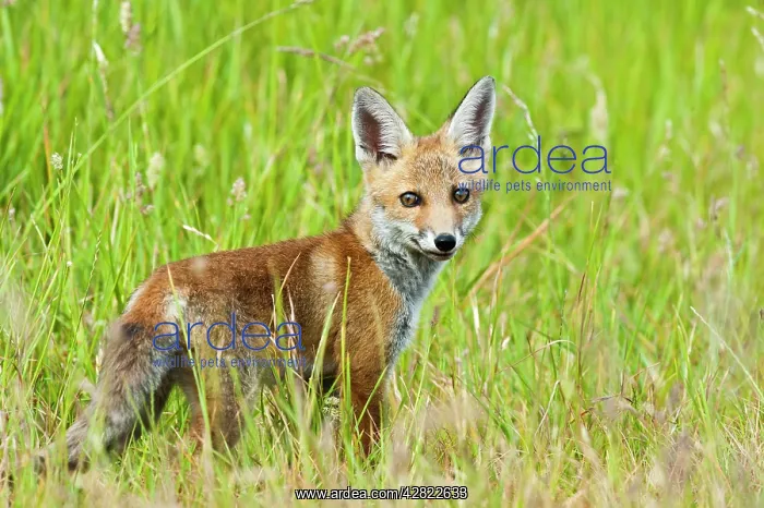 : Red Fox - cub in hayfield - controlled conditions : Red Fox - cub in hayfield - controlled conditions
