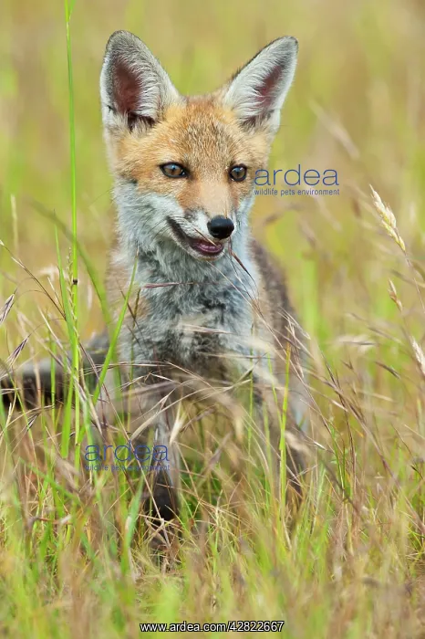 : Red Fox - cub in hayfield - controlled conditions : Red Fox - cub in hayfield - controlled conditions