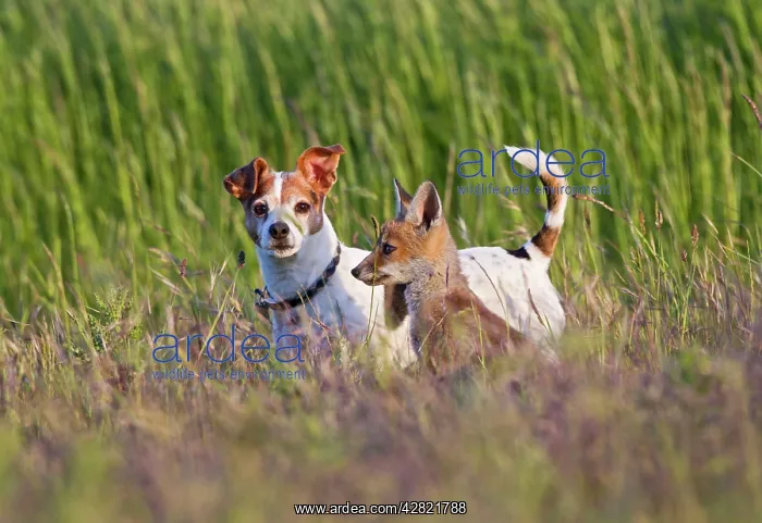 : Red Fox - cub with Jack Russel : Red Fox - cub with Jack Russel