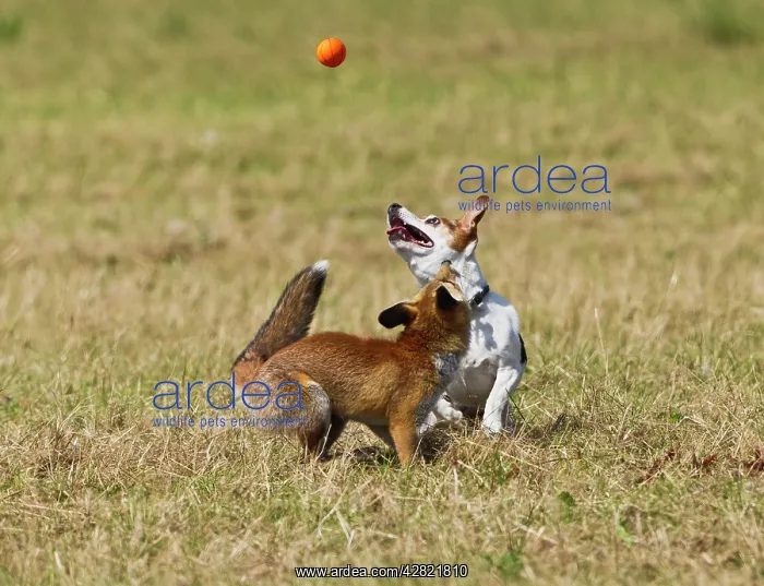 : Red Fox - cub and Jack Russell playing with ball : Red Fox - cub and Jack Russell playing with ball