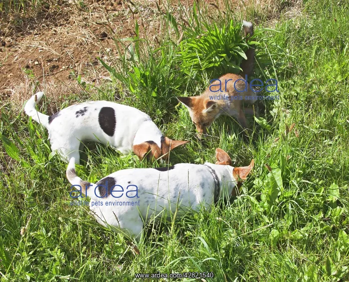  : Red Fox - cub with Jack Russells looking for mice