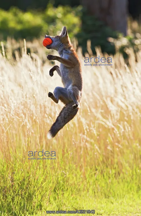 : Red Fox - cub jumping for ball : Red Fox - cub jumping for ball