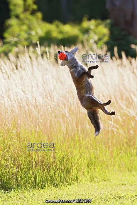 : Red Fox - cub jumping for ball : Red Fox - cub jumping for ball