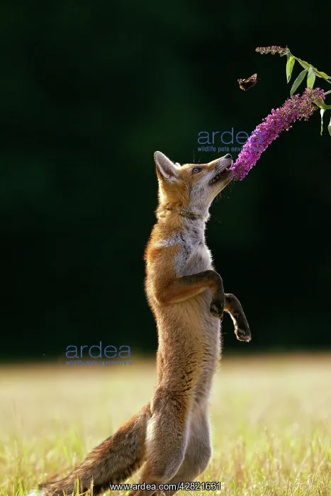 : Red Fox - cub jumping for butterfly : Red Fox - cub jumping for butterfly