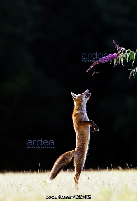  : Red Fox - cub jumping for butterfly