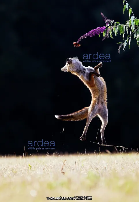 : Red Fox - cub jumping for butterfly : Red Fox - cub jumping for butterfly
