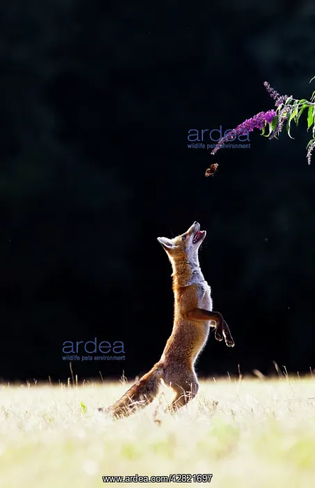 : Red Fox - cub jumping for butterfly : Red Fox - cub jumping for butterfly