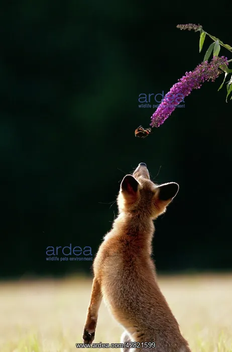  : Red Fox - cub jumping for butterfly - controlled conditions