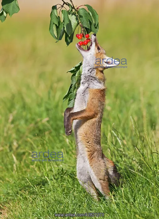 : Red Fox - cub jumping to take cherries from tree : Red Fox - cub jumping to take cherries from tree