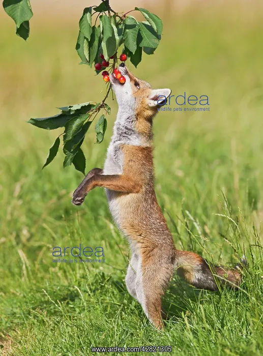 : Red Fox - cub jumping to take cherries from tree : Red Fox - cub jumping to take cherries from tree