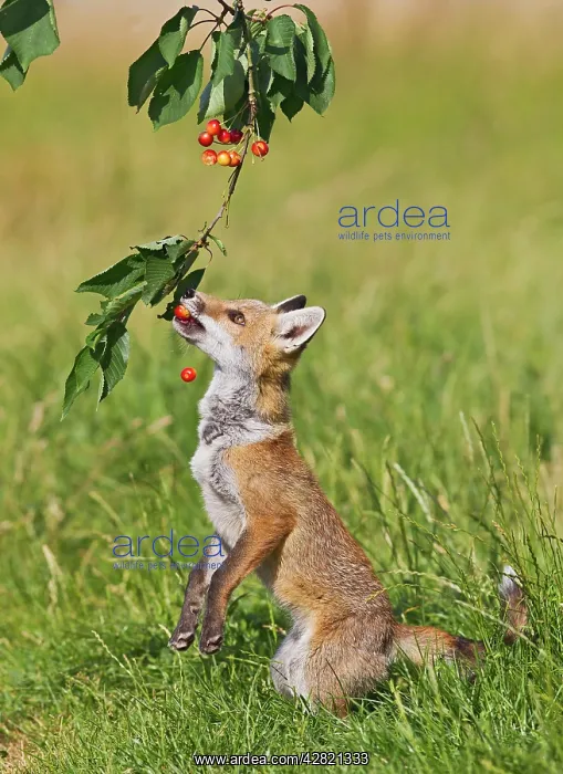: Red Fox - cub jumping to take cherries from tree : Red Fox - cub jumping to take cherries from tree