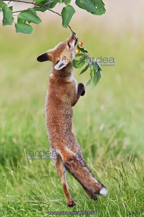 : Red Fox - cub jumping to take cherries from tree : Red Fox - cub jumping to take cherries from tree