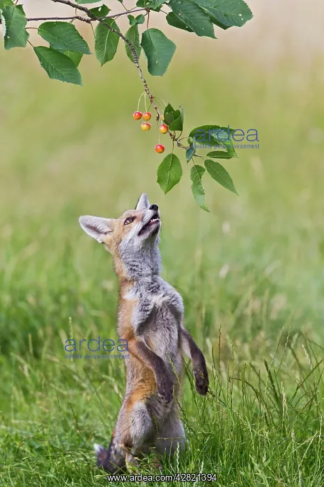 : Red Fox - cub jumping to take cherries from tree : Red Fox - cub jumping to take cherries from tree