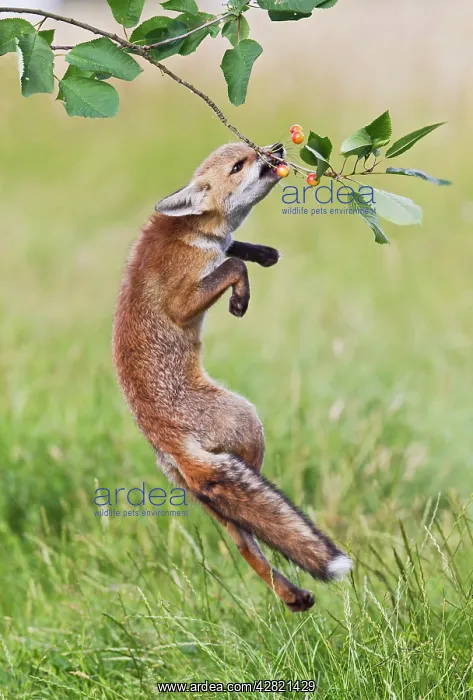 : Red Fox - cub jumping to take cherries from tree : Red Fox - cub jumping to take cherries from tree