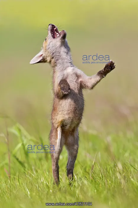 : Red Fox - cub jumping in meadow : Red Fox - cub jumping in meadow