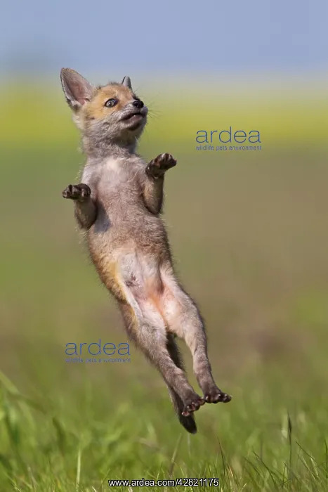 : Red Fox - cub jumping in meadow : Red Fox - cub jumping in meadow