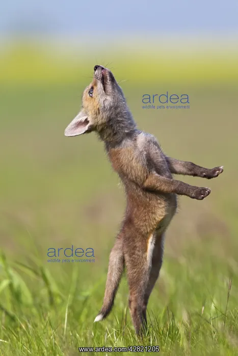 : Red Fox - cub jumping in meadow : Red Fox - cub jumping in meadow