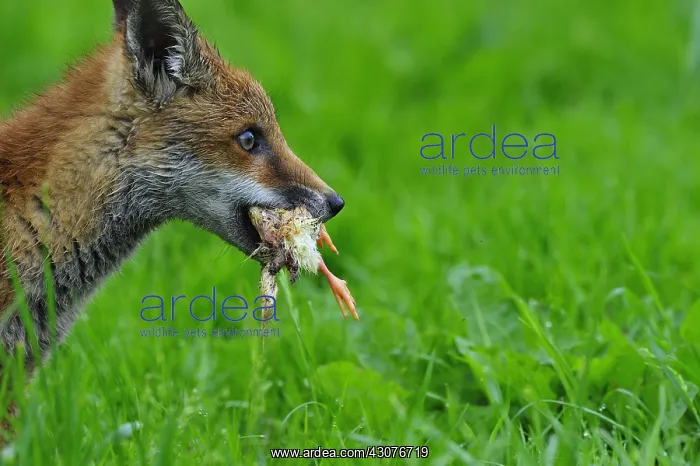 : Red Fox cub just stoling a chick England : Red Fox cub just stoling a chick England