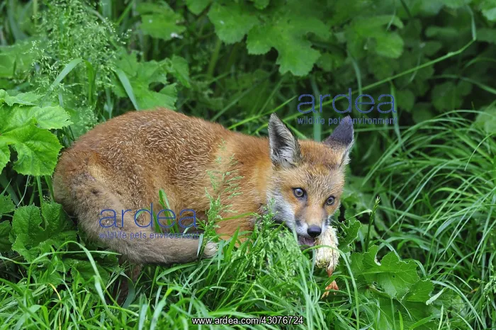 : Red Fox cub just stoling a chick England : Red Fox cub just stoling a chick England