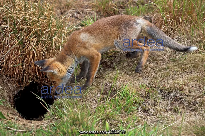 : Red Fox - cub looking down hole - controlled conditions : Red Fox - cub looking down hole - controlled conditions
