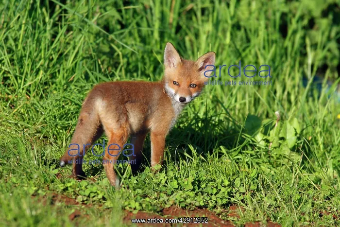 : Red Fox - cub on meadow : Red Fox - cub on meadow
