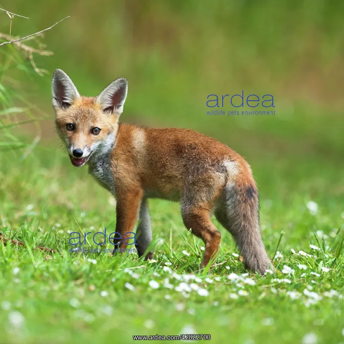  : Red Fox - cub on meadow - controlled conditions