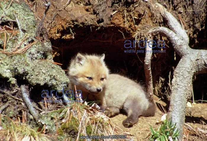 : Red Fox - cub outside den : Red Fox - cub outside den