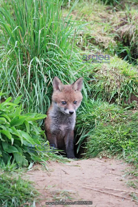  : Red Fox - cub outside earth