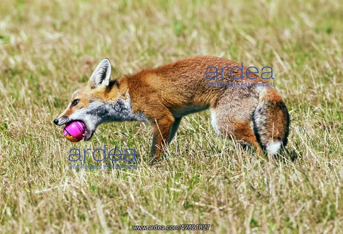 : Red Fox - cub playing with ball : Red Fox - cub playing with ball