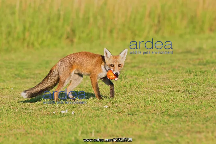 : Red Fox - cub playing with ball : Red Fox - cub playing with ball