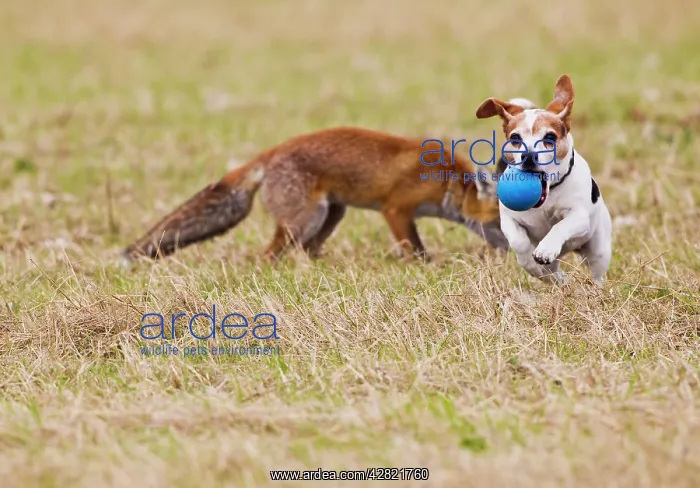 : Red Fox - cub playing ball with Jack Russell : Red Fox - cub playing ball with Jack Russell