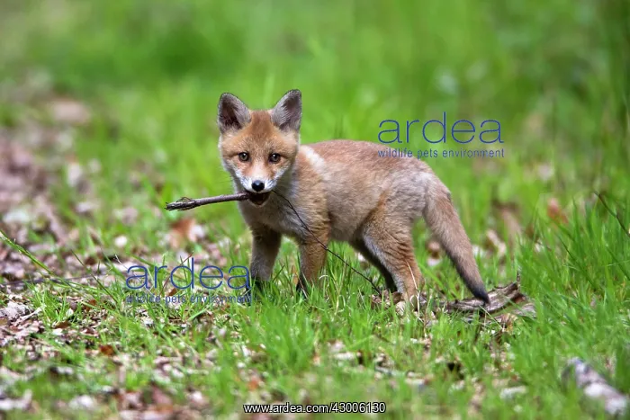 : Red Fox, cub playing with stick, looking alert : Red Fox, cub playing with stick, looking alert