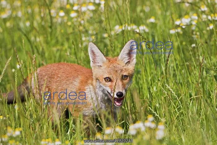 : Red Fox - cub in poppy meadow - controlled conditions : Red Fox - cub in poppy meadow - controlled conditions