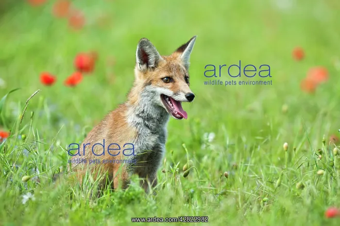 : Red Fox - cub in poppy meadow - controlled conditions : Red Fox - cub in poppy meadow - controlled conditions