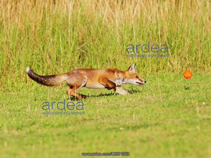 : Red Fox - cub running after ball : Red Fox - cub running after ball