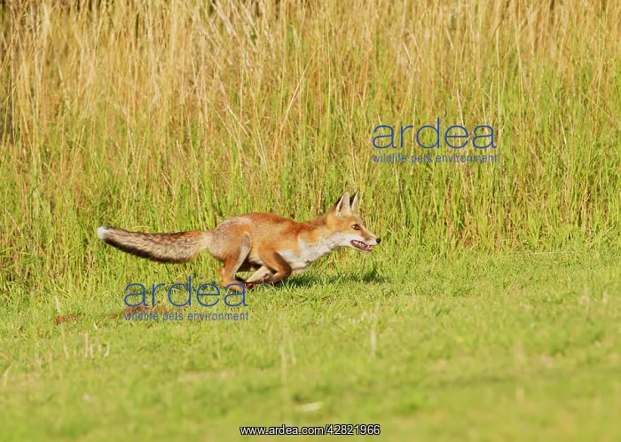 : Red Fox - cub running after ball : Red Fox - cub running after ball