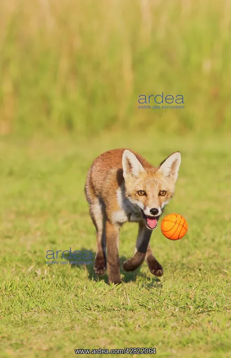 : Red Fox - cub running after ball : Red Fox - cub running after ball