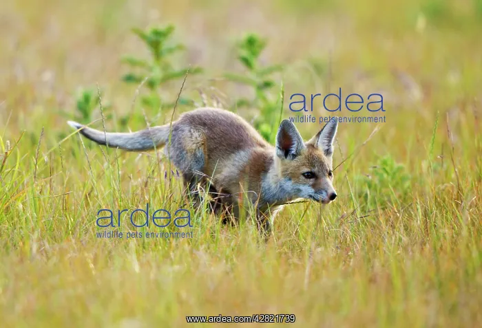 : Red Fox - cub running in hayfield : Red Fox - cub running in hayfield
