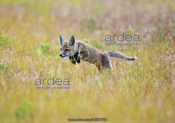 : Red Fox - cub running in hayfield : Red Fox - cub running in hayfield