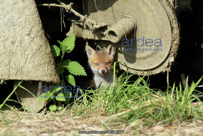 : Red Fox - cub sitting under farm machinery in open barn : Red Fox - cub sitting under farm machinery in open barn