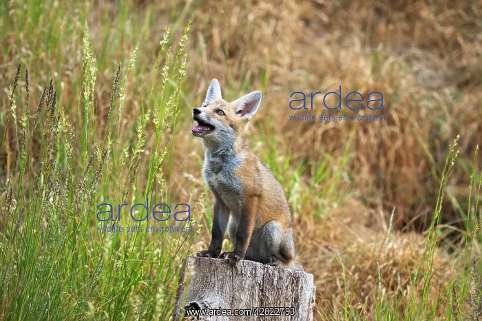 : Red Fox - cub sitting on log stump - controlled conditions : Red Fox - cub sitting on log stump - controlled conditions